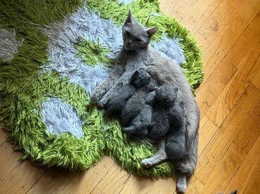 Pişiklər: Şotland, Erkək, Yaxşı əllərə, Ünvandan götürmə lalafo.az -da Pişiklər: Şotland, Erkək, Yaxşı əllərə, Ünvandan götürmə