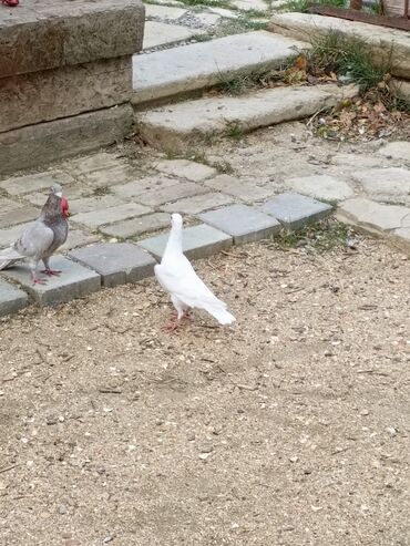 Göyərçinlər: Ağ rəngli ev göyərçinləri - Rəng: əsasən tam ağ, bəzilərində qara ağ — 5