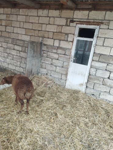 Qoyunlar, qoçlar: Hər ikisi cins quzlaridir iksdə dişdir 5-6 aylıq quzlardir qiyməti — 16