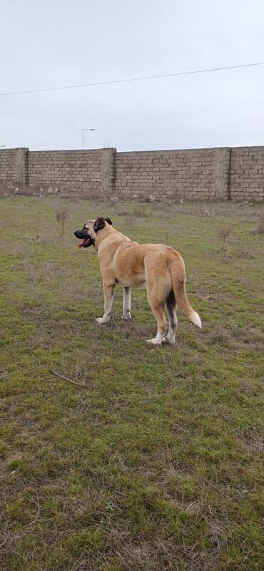 İtlər: Qurdbasar, 11 ay, Erkek, Peyvəndli, Ödənişli çatdırılma -da lalafo.az — 1 İtlər: Qurdbasar, 11 ay, Erkek, Peyvəndli, Ödənişli çatdırılma — 1