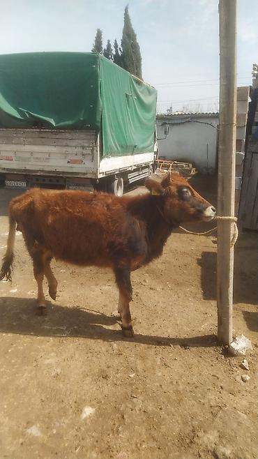 Dana, buzov: Dana, buzov — 11