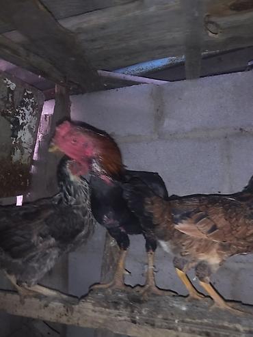 Продам с/х животных: Продаю | Петух | Бойцовая | Для разведения — 2