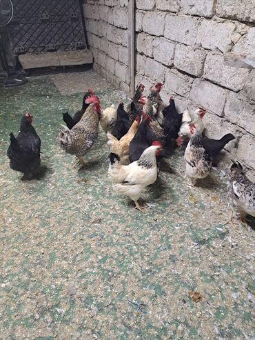 Toyuqlar: Toyuq, Damazlıq — 11