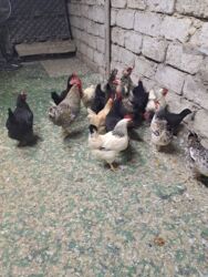 Toyuqlar: Tam saglam yumurtayan toyuglar Bakının Digah kendi — 11