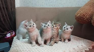 Pişiklər: Britan — 14