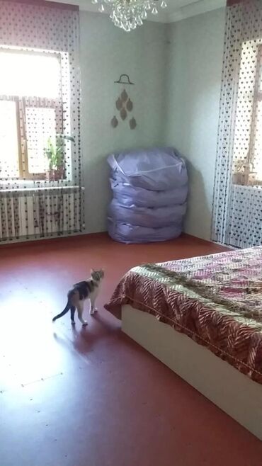 Bağ evlərinin satışı: Digah, 120 kv. m, 4 otaqlı, Hovuzsuz, Kombi, Qaz, İşıq — 21