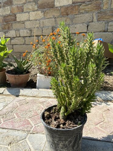 danisan kaktus v Azərbaycan | Kaktus: Otaq havasına cox xeyirli gül