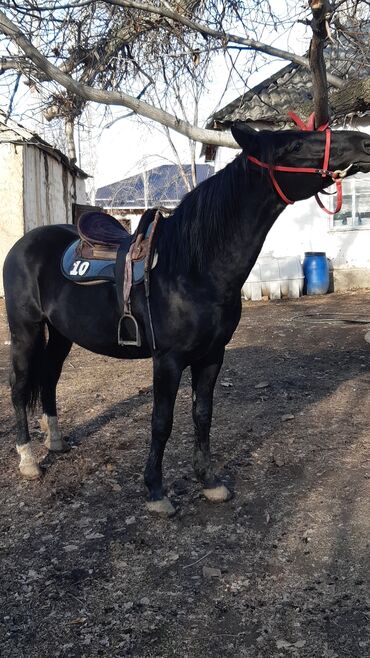 Лошади, кони: Продаю | Конь (самец) | Конный спорт — 4