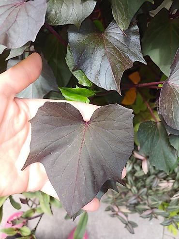 плющь: Ипомея батат (Ipomoea batatas) — декоративные сорта для клумб, кашпо и — 5