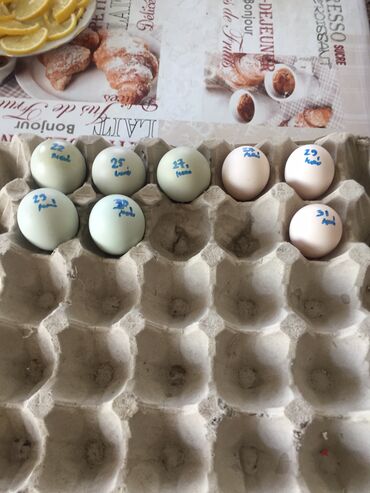 где купить цыплят несушек в бишкеке: Продаже есть яицо домашние свежие вкусные столовые для приёма пищи!