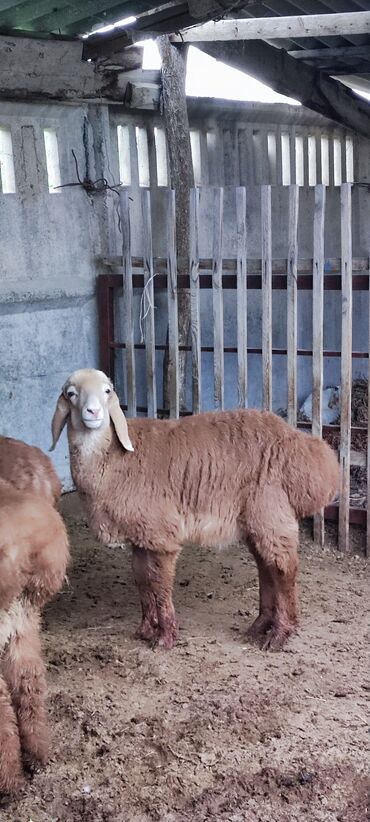 овцы дорпер в кыргызстане: Продаю | Ягненок | Арашан | Для разведения | Племенные, Осеменитель