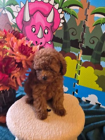 poodle mini: Pudel — 2