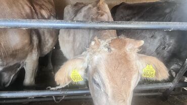 Коровы, быки: Продаю | Корова (самка) | Для разведения | Привязанные — 12