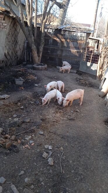 Свиньи: Продаю | Поросенок | Крупная белая, Ландрас, Дюрок | Для разведения