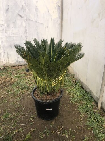 Şitillər: Dekartiv və meyvə ağacları istenilen sayda ve istenilen növde var — 18