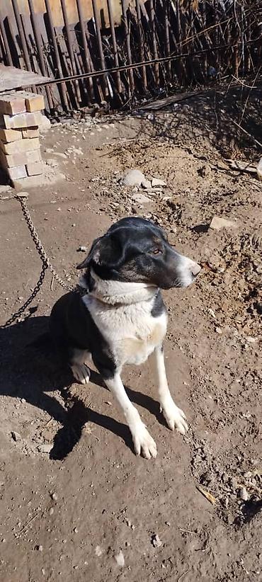 Другая автоэлектроника: Продаю контроллер 96-120 v 8- 15 kw с программным обеспечением,ЭБУ — 13