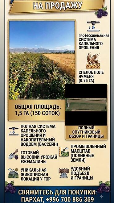 Ежевика: Ежевика — 1