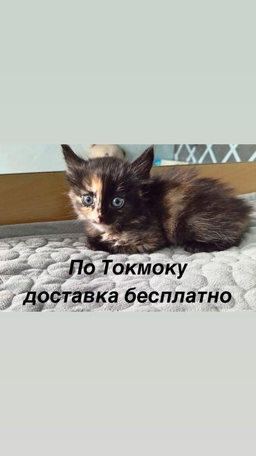 чоп жыйнагыч: Беспородная, 1 месяц, Мальчик, Черепаховый, Приучена к лотку