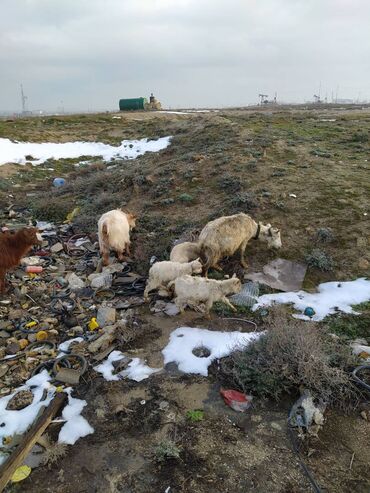 saanen keci satisi azerbaycanda: Dişi, Zanen, il: 7