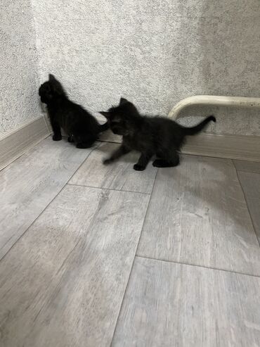 котята жалал абад: ОТДАМ КОТЯТ В ДОБРЫЕ РУКИ! Чистые веселые и главное приучены к
