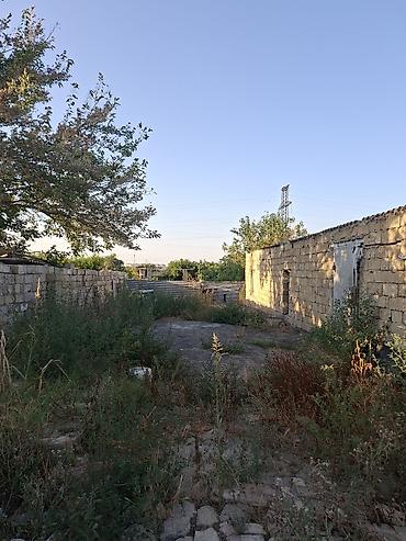 bakida: 3 sot, Tikinti, Kupça (Çıxarış) — 2