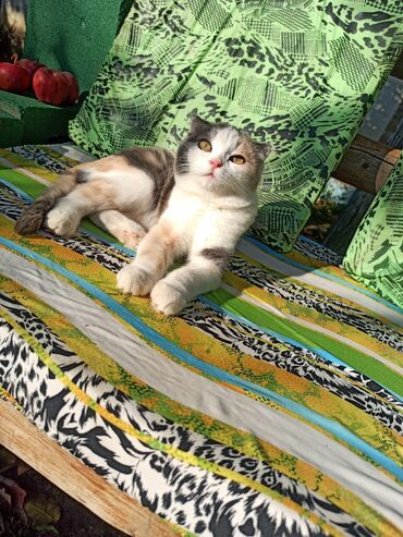 продажа домашних животных: Котята домашние, разного окраса: - Трёхцветная кошечка с вислоухими