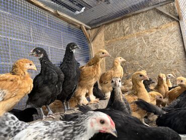 отходы для животных: Продаю | Цыплята | Брама | На забой, Для разведения, Несушки