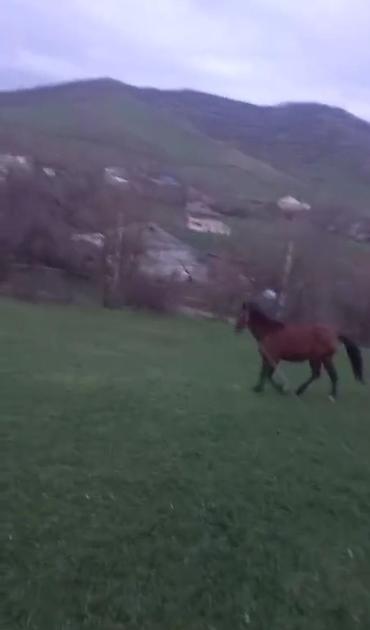 Atlar: Qəhvəyi rəngli at - Cins: yerli tip, qara yalı və quyruğu - Rəng — 12