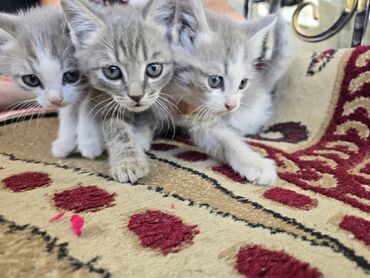 дом для кош: Очаровательные котята различных окрасов — серые полосатые и