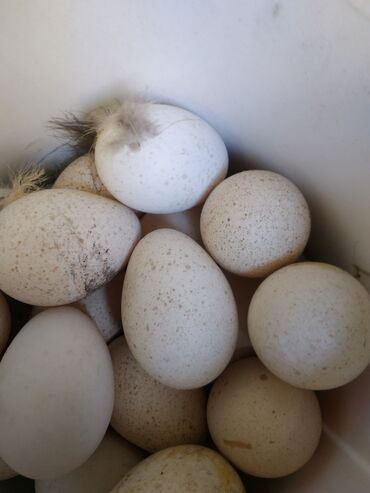 продаю птиц: Индюшиные яйца по 80сом