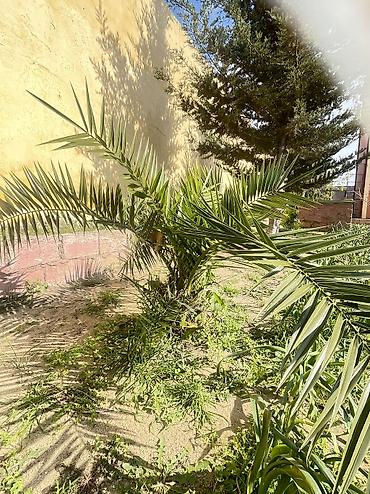 beryoza ağacı azerbaycan dilinde: Xurma finik ölçuler muxtelif 25 m - 150 kimi — 3