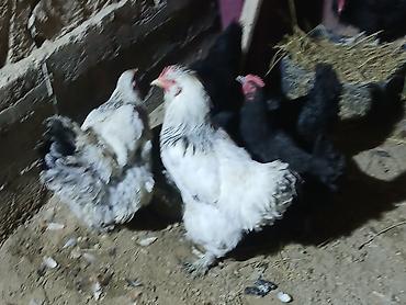 Куры, петухи: Продаю | Куры | Домашняя | Несушки at lalafo.kg — 6 Куры, петухи: Продаю | Куры | Домашняя | Несушки — 6