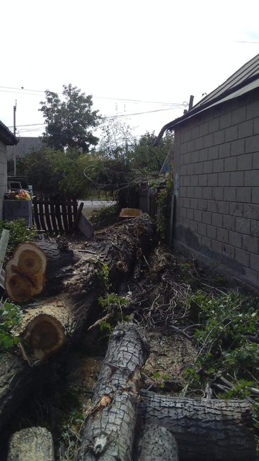 Спил деревьев, заготовка дров: Спилить дерево! Нет проблем. Очистить от разросшихся кустарников и at lalafo.kg — 3 Спил деревьев, заготовка дров: Спилить дерево! Нет проблем. Очистить от разросшихся кустарников и — 3