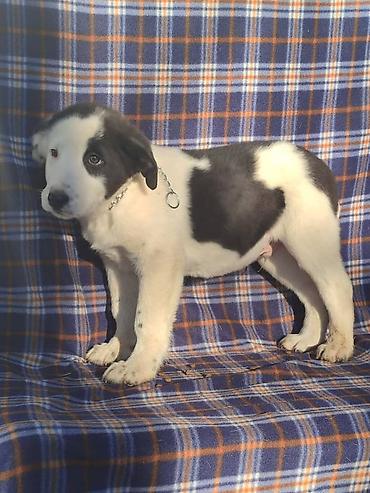 Продажа собак: Ищем дом щенкам. Дважды привиты,имеют ветеринарные паспорта. Есть — 10