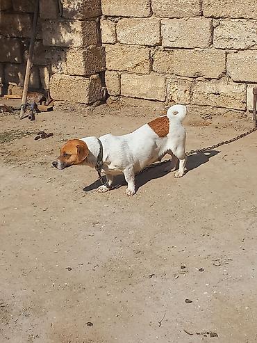 İtlər: Cek rassel teryer, 2 il, Dişi -da lalafo.az — 15 İtlər: Cek rassel teryer, 2 il, Dişi — 15