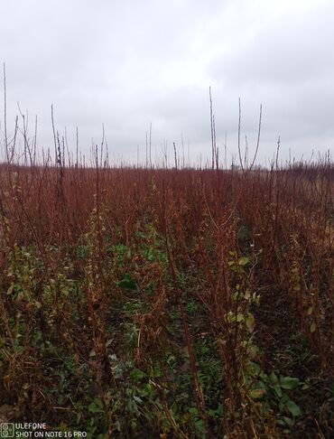 Şitillər: Sağlam meyvə tinglərin satişi çatdırılma pulsuz — 2