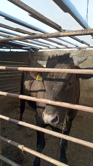 русская голубая кошка цена: Dana satılır təmiz heyvadir tam sağlamdır qiyməti razılaşma yolu ilə