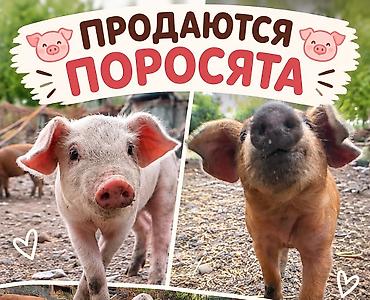 ящик для цыплят: Продаю | Поросенок — 1