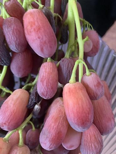 Фрукты и ягоды: Черенки винограда для проращивания из них саженцев. Имеется около 10 — 9