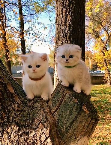 сколько стоят шотландские кошки: Шотландские чистопородные котята. Скоттиш фолд и страйт. Ласковые — 9