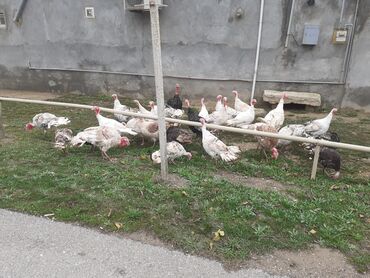 Hinduşka: Salam Hinduşkalar diri çəkisi --- erkəklər 12 manat, Dişilər 15 manat — 8