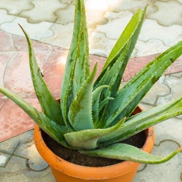aloy vera: Aloe vera barbadensis novu hem mualicevi hem kasmetik vasite kimi
