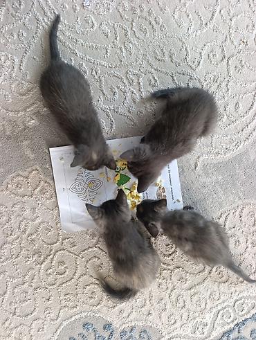 Животные: 🐾 Продаются котята породы Русская голубая! 🐾 Котятам 2 месяца. Все — 5