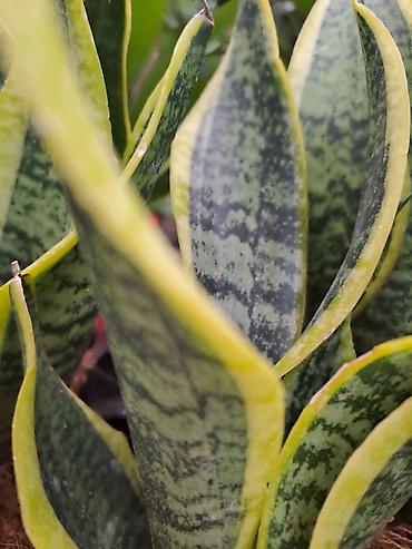 Ostale kućne biljke: Zamija sa prve slike je 800, Zamija sa druge je 1500, Chlorophytum sa — 9