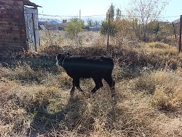 продам сельхоз животных: Продаю | Музоо, торпок | На откорм | Привязанные — 2