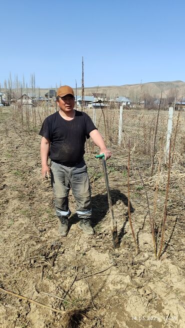 Декоративные деревья: Саженцы деревьев: Павловнии, Платная доставка at lalafo.kg — 7 Декоративные деревья: Саженцы деревьев: Павловнии, Платная доставка — 7