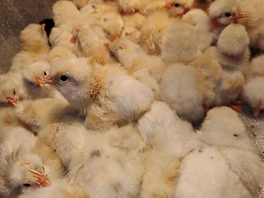 cupavi psi: Pilici – jednodnevni - Vrsta: pilići (Leghorn italijanski – žućkasto — 1