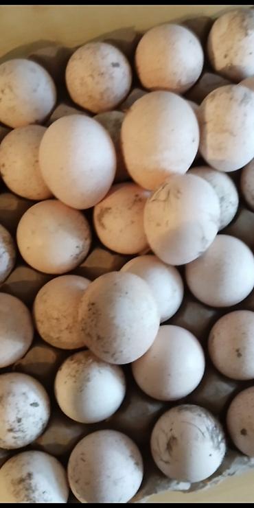 Индюки: Продаю | Инкубационные яйца, Индюшка (самка), Индюк (самец) | Бройлерная, Северокавказская | На забой, Для разведения | Племенные — 9