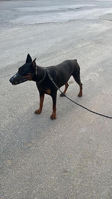 İtlər: Doberman — 4