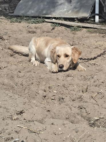 golden retriever golden: Retriever — 3